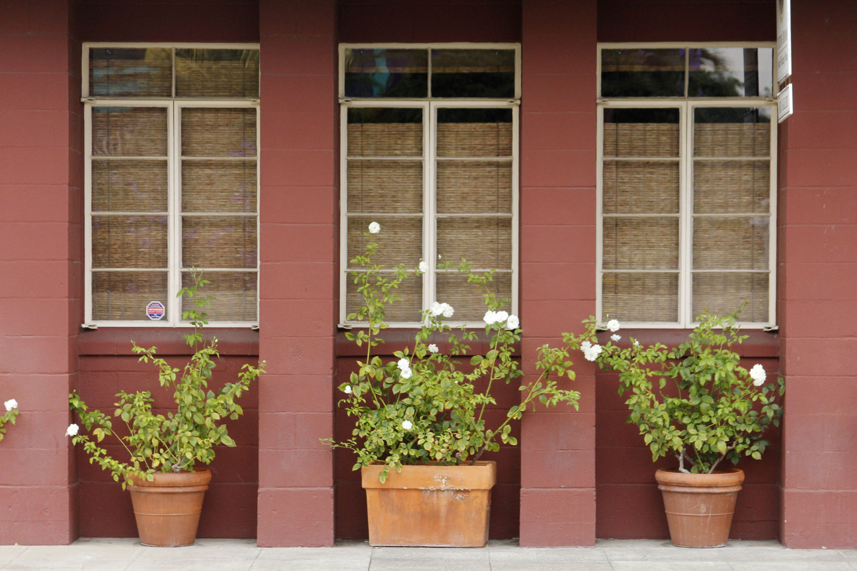 Napa plant-life